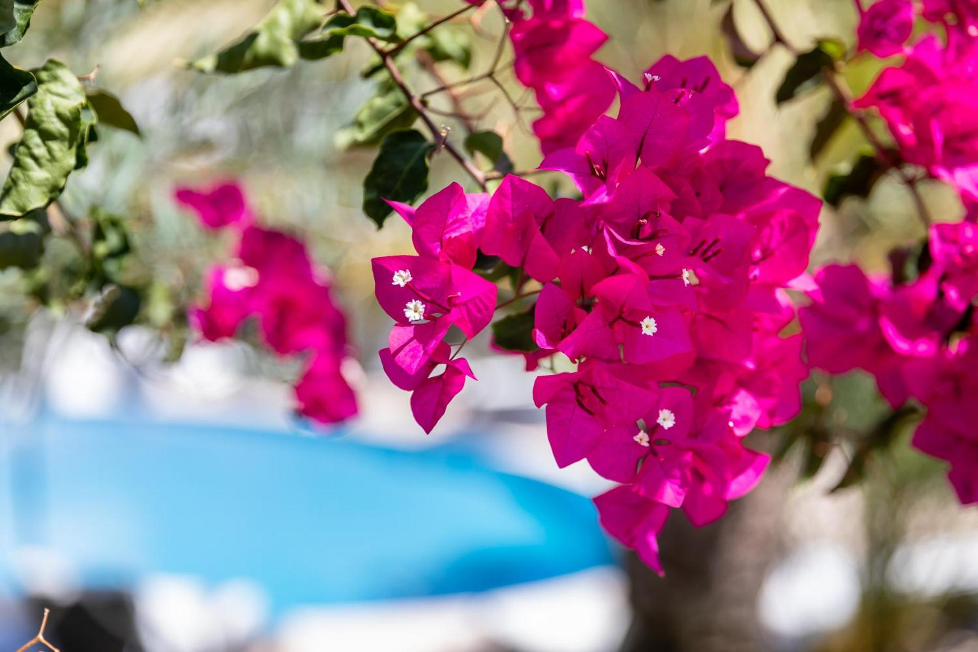 Vila Balaia - Luxury Boutique Villas Albufeira Extérieur photo